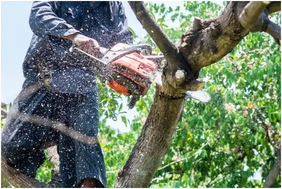 tree services Neabsco